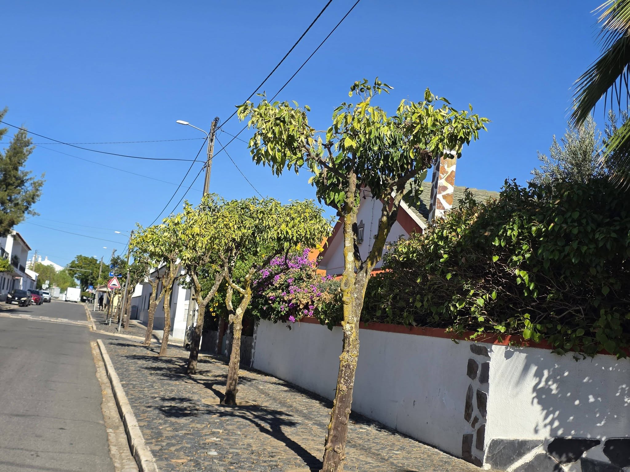 Manutenção e Limpeza do Arvoredo Urbano