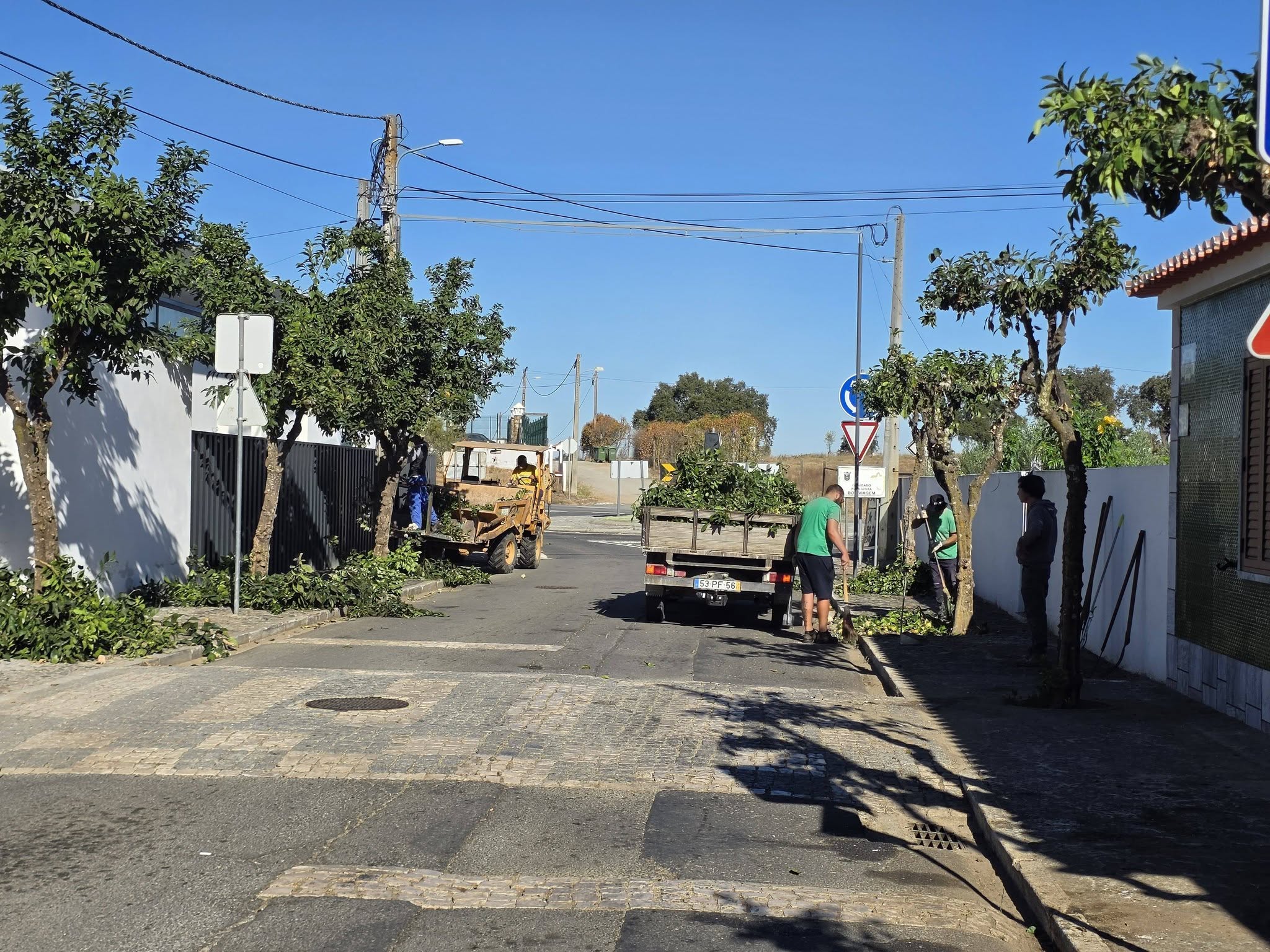 Manutenção e Limpeza do Arvoredo Urbano